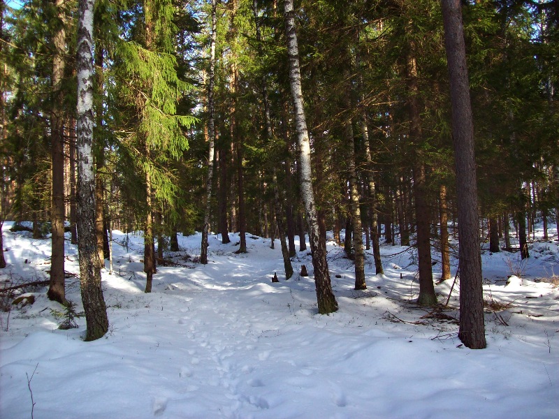 skog