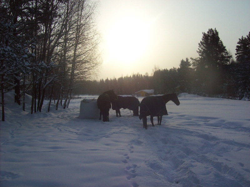 Hästar i snö
