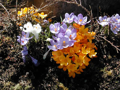 blomsterprakt