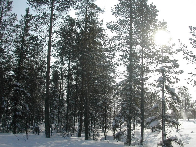 Mera natur